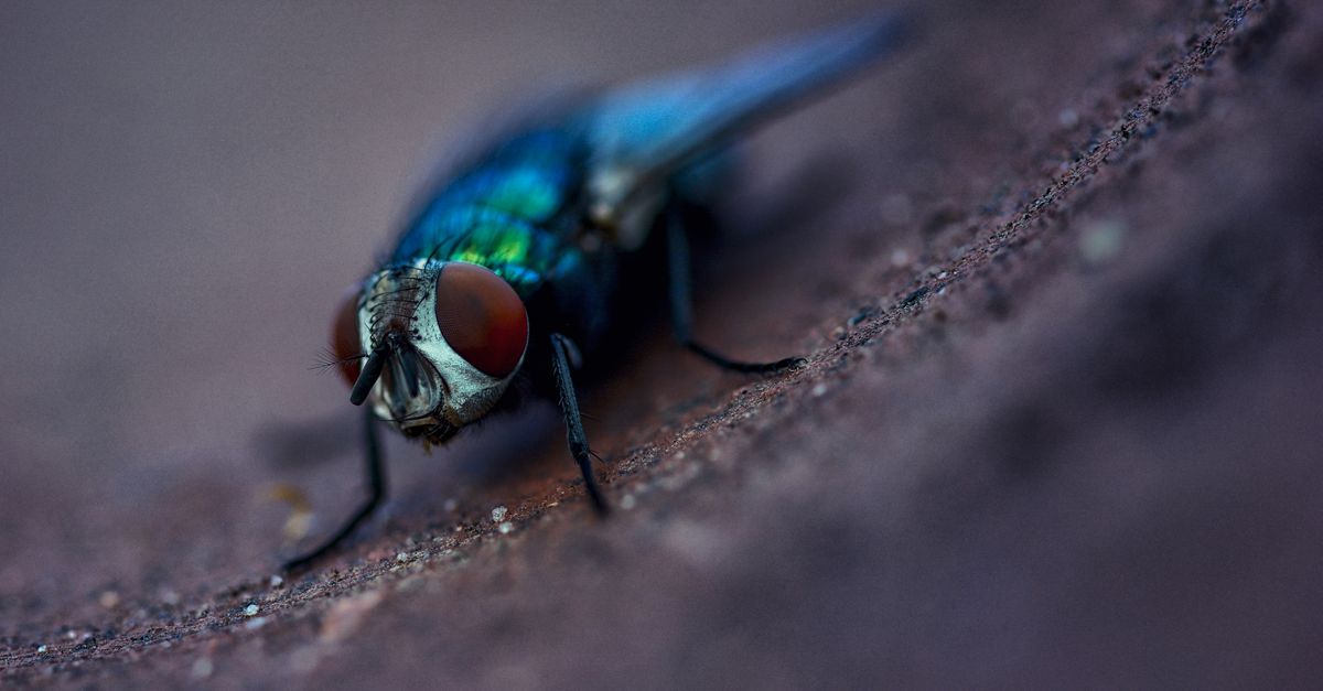 Closeup of a Fly Eyes · Free Stock Photo