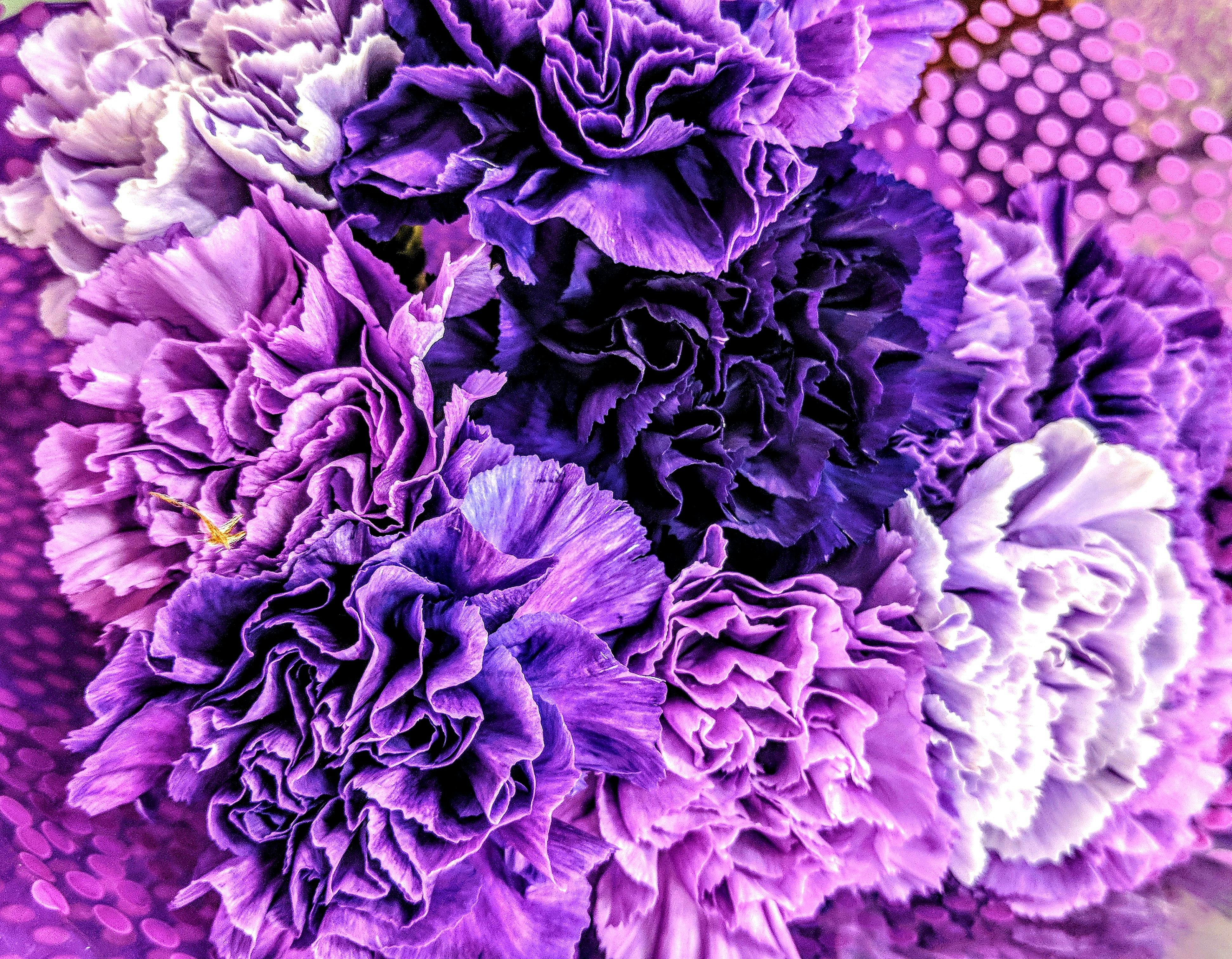 Free stock photo of Close up flowers, purple bouquet, purple flower