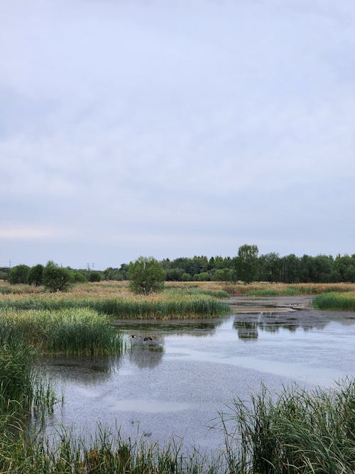 View of a Body of Water, Grass and Trees in the Countryside 