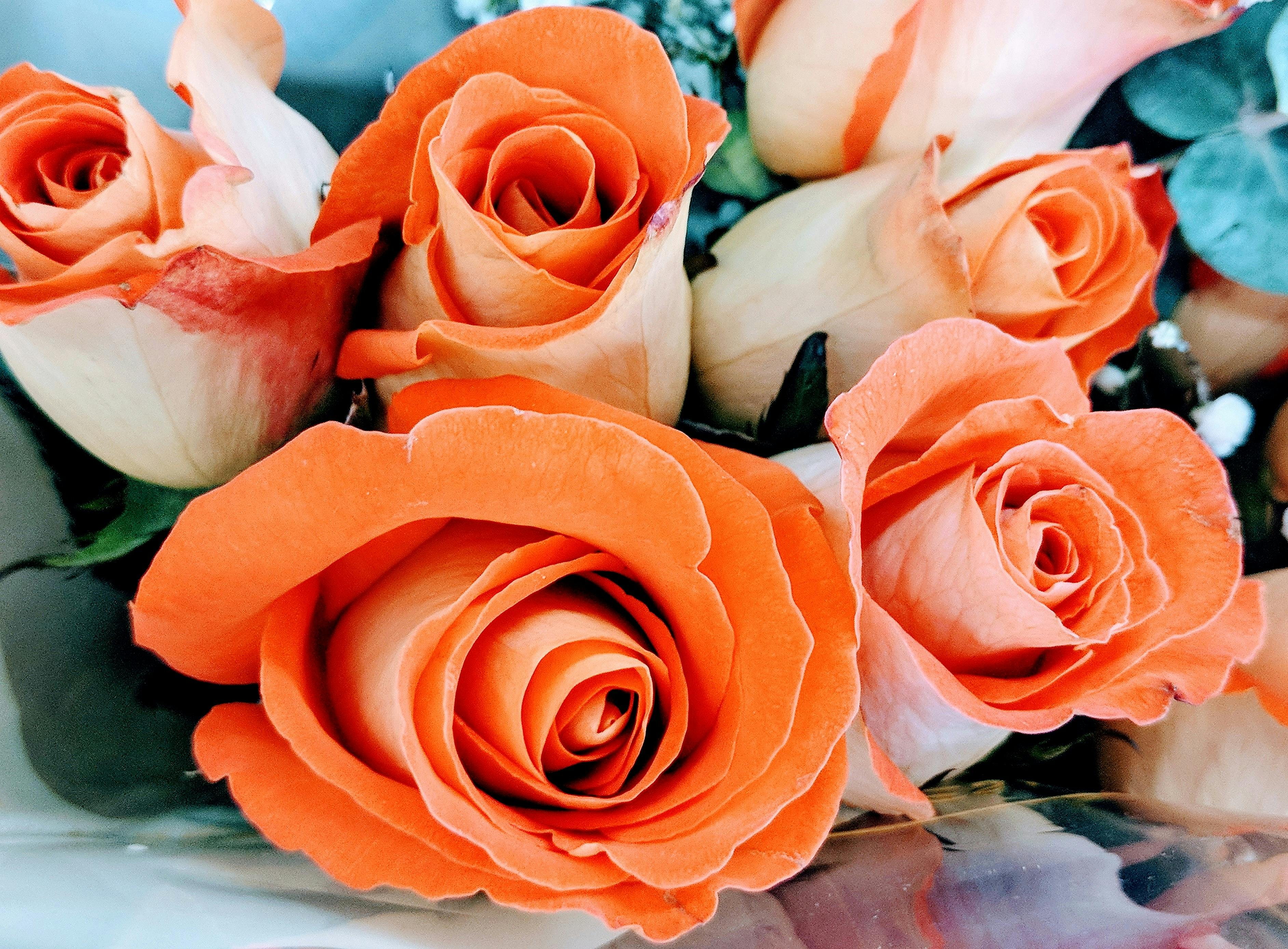 Free stock photo of coral flowers, flowers, peach roses
