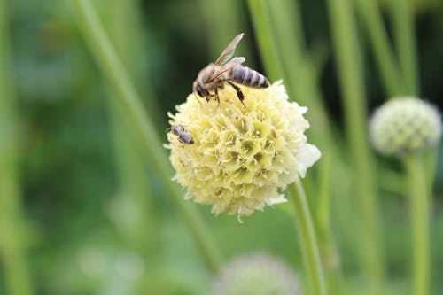 Gratuit Imagine de stoc gratuită din albină, floare, focalizare selectivă Fotografie de stoc