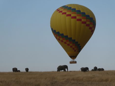 Hot air balloon floats above elephants on the African savannah, capturing adventure and wildlife.