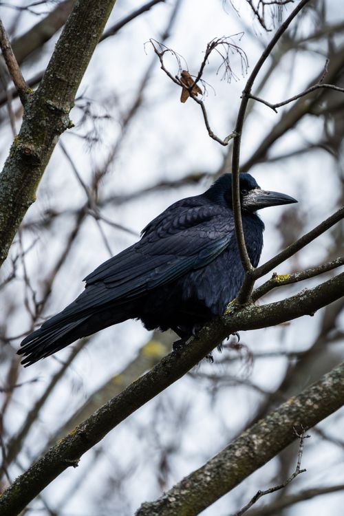 Free A rook perched on a tree branch in a serene outdoor setting. Stock Photo
