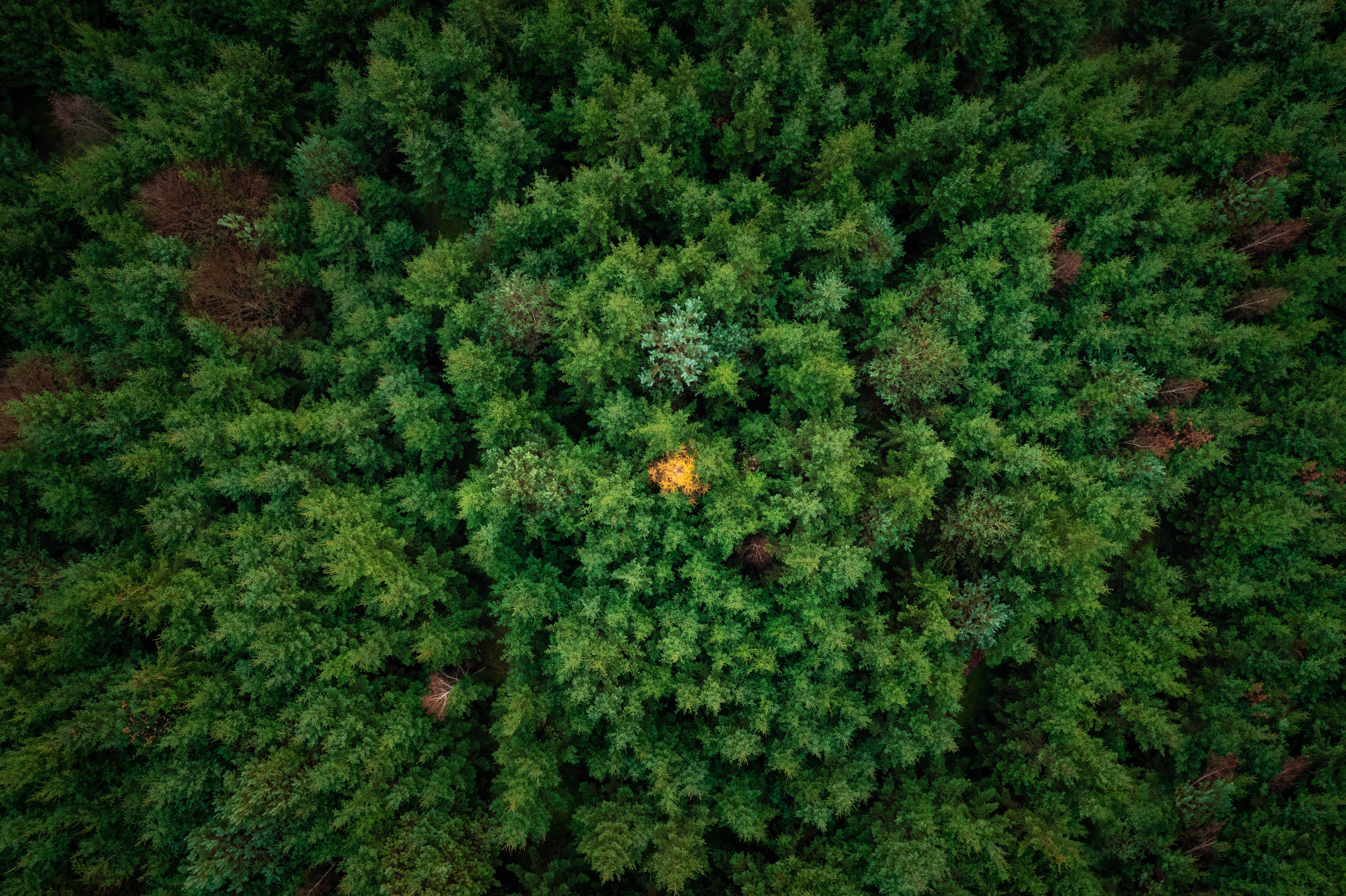 Birds Eye View Of Forest