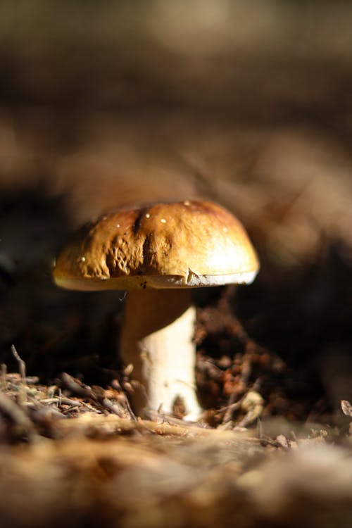 Edible Mushroom in Sunlight
