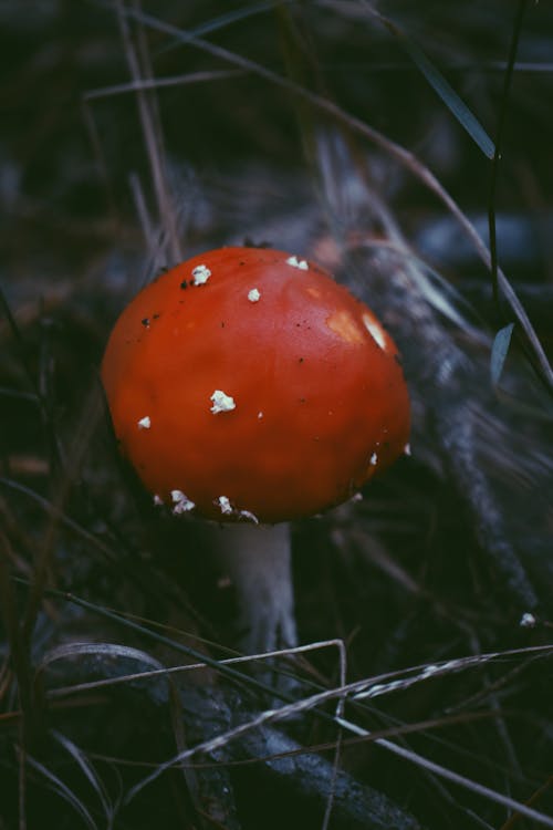 Toadstool Poisonous Mushroom