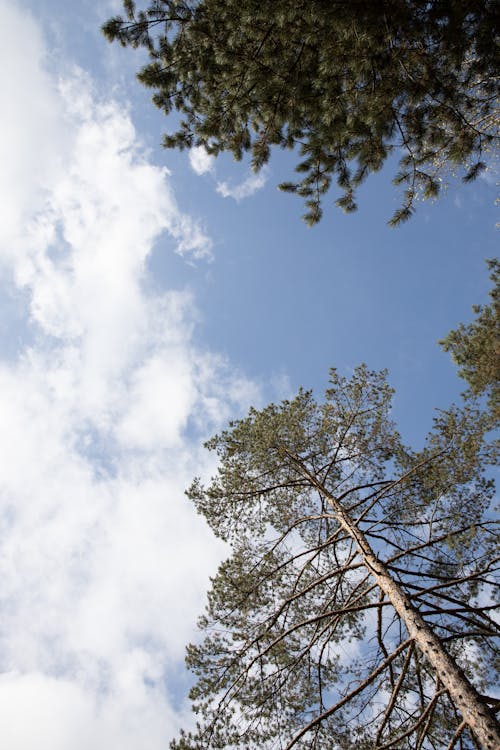 ふわふわ, 垂直ショット, 木の無料の写真素材