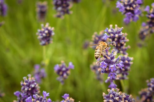 A bee is sitting on a lavender plant