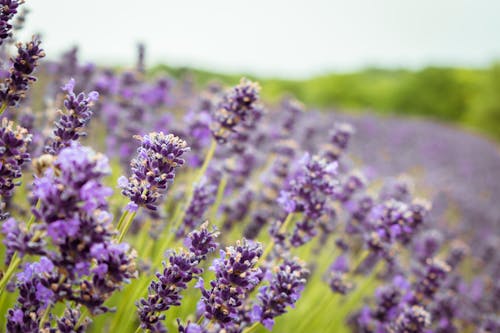 Lavender is a flower that is growing in a field