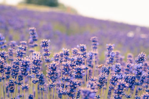 Lavender field with many purple flowers