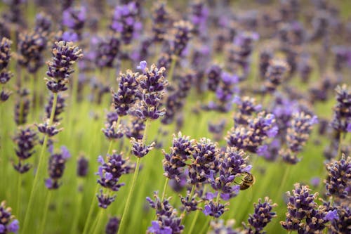 Lavender flowers in a field with bees in the background