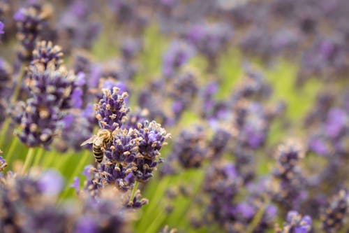 A bee is in the middle of a field of lavender