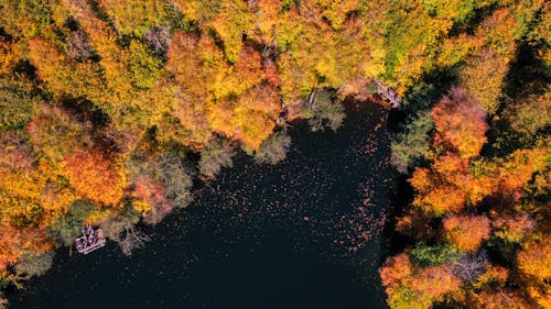 Colorful Forest around Lake in Autumn