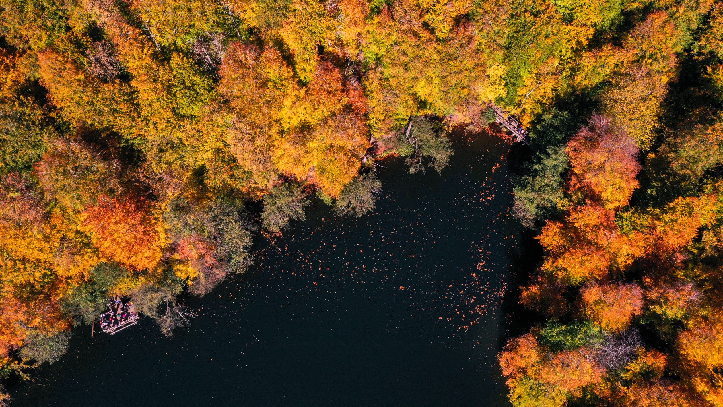 Colorful Forest around Lake in Autumn · Free Stock Photo