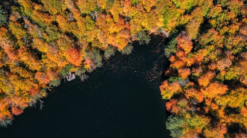 Základová fotografie zdarma na téma jezero, krajina, les