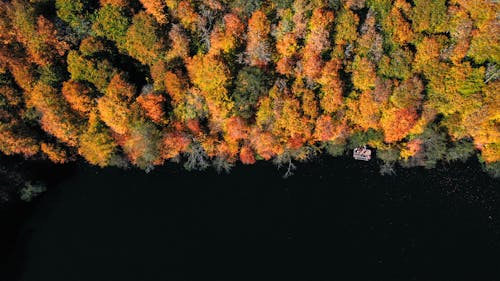 Top View of a Forest in Autumn