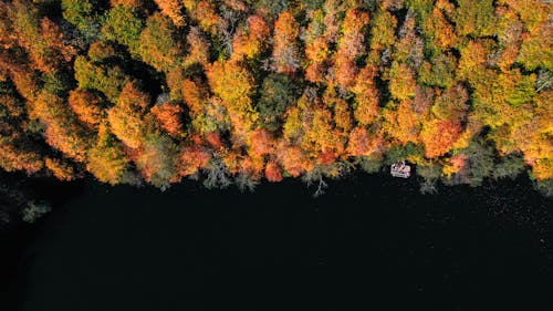 Free Top View of a Forest in Autumn Stock Photo