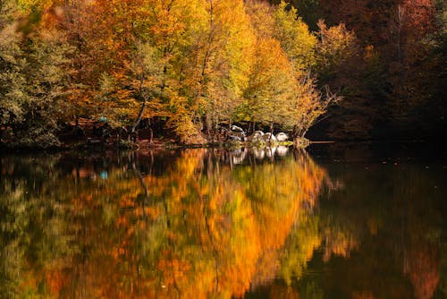 Trees in Autumnal Colors Reflecting in the Water