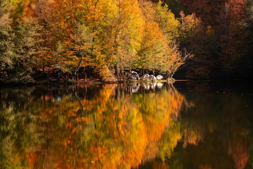 Kostenloses Stock Foto zu bäume, flora, herbst