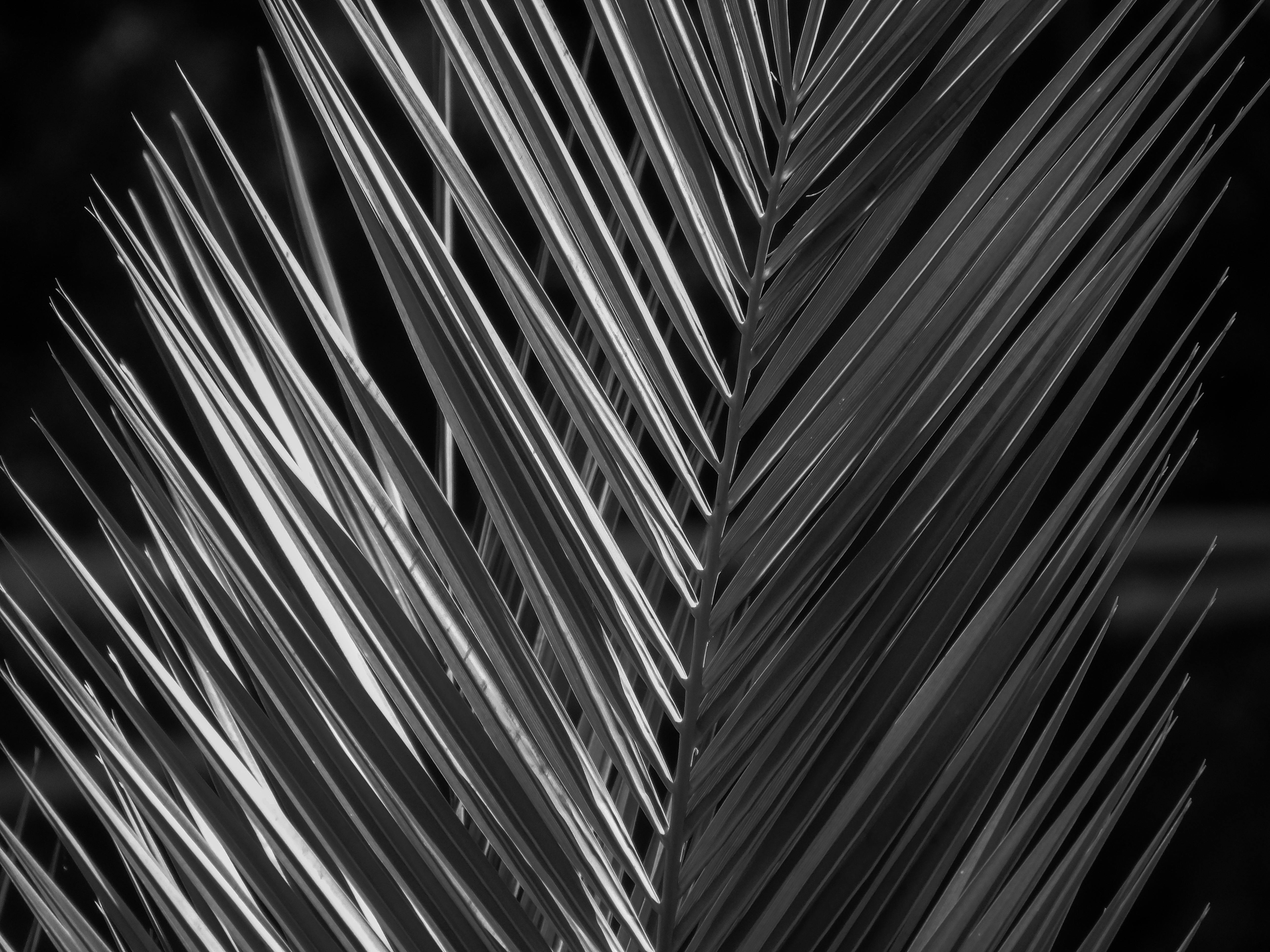 Free stock photo of black and white, leaf, palm