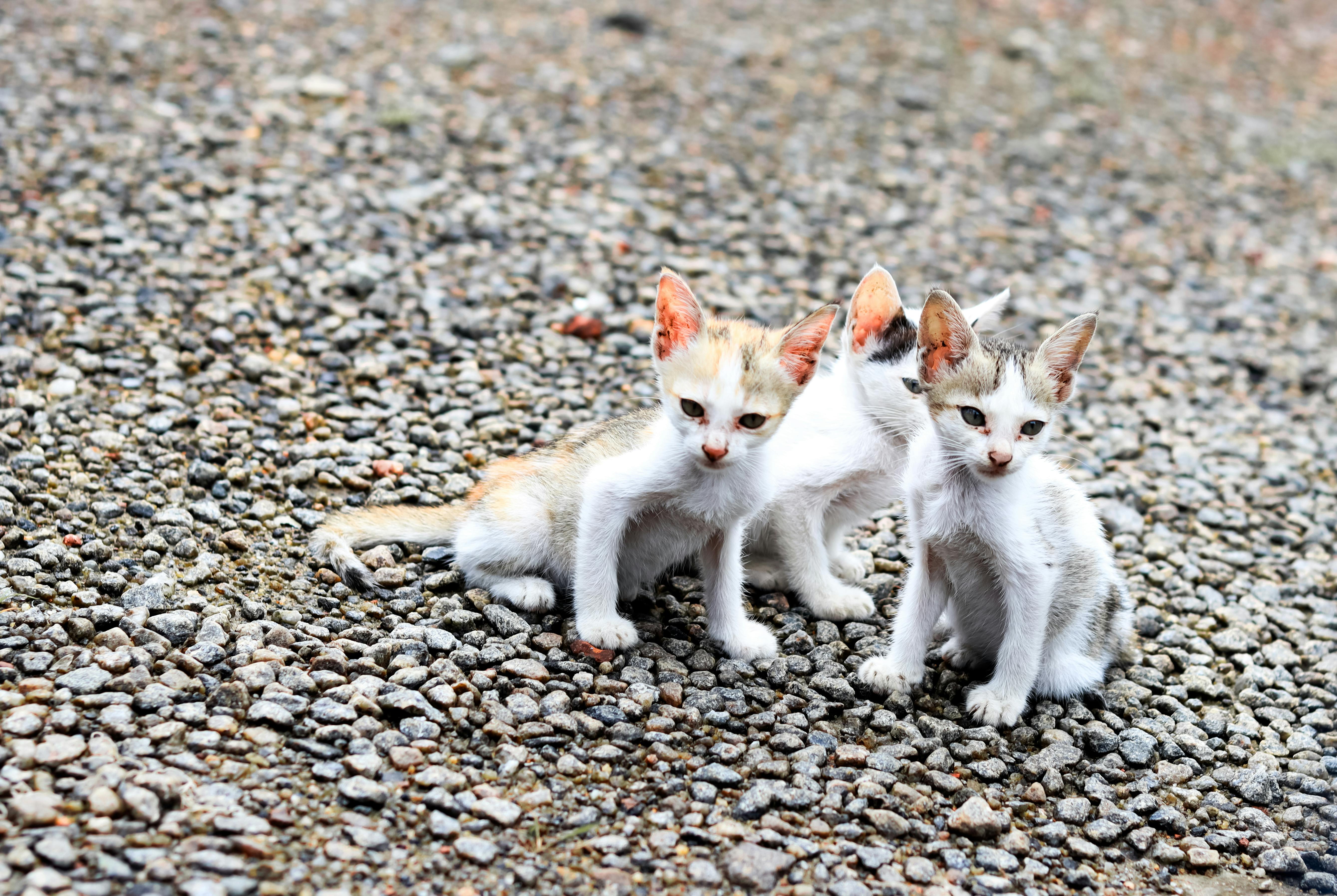 cats scared of