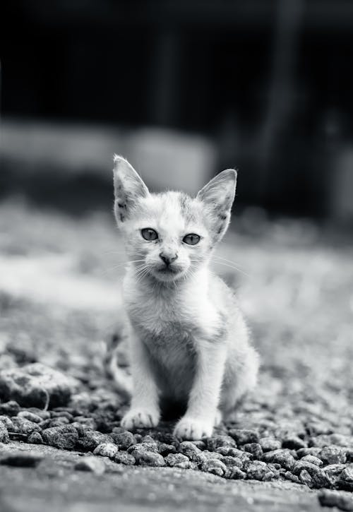 Black and White Photo of a Kitten Sitting on the Ground 