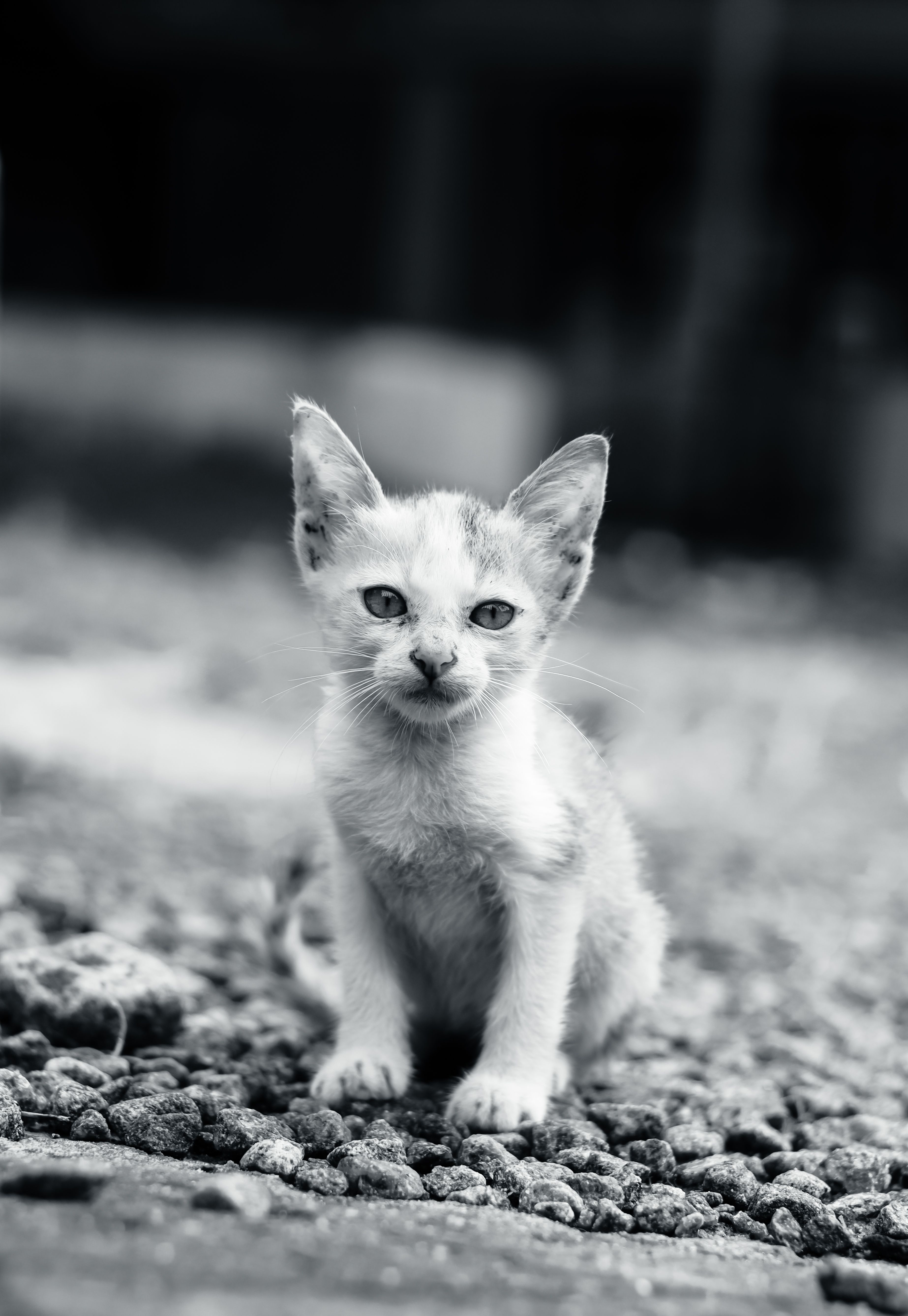 Black and White Photo of a Kitten Sitting on the Ground · Free Stock Photo