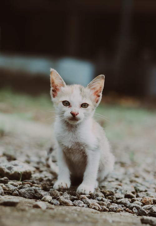 Fotobanka s bezplatnými fotkami na tému dno, domáce zviera, mača