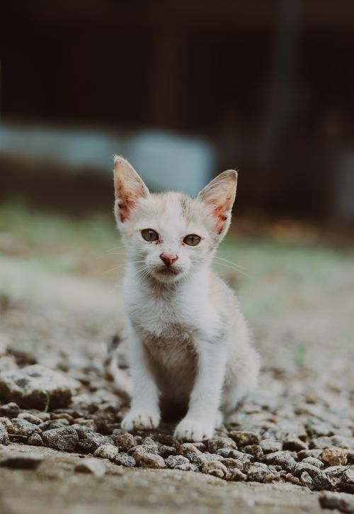 Free Cute kitten sitting on a pebbled surface in Pullinkunnu, India. Perfect as mobile wallpaper. Stock Photo