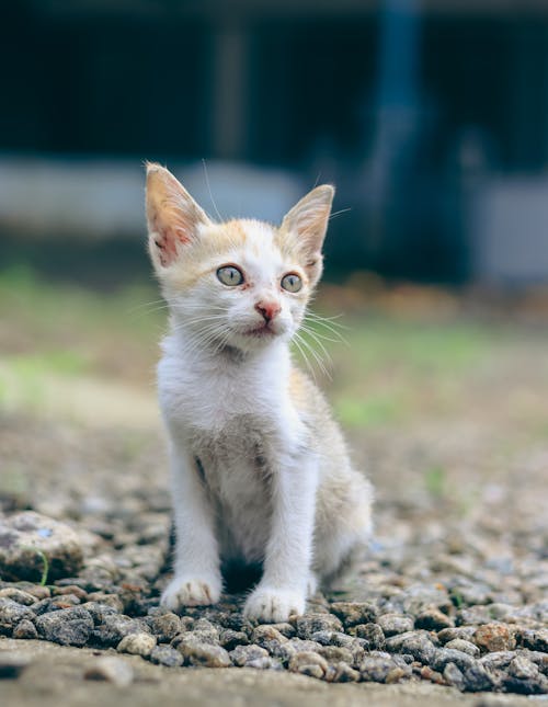 Fotobanka s bezplatnými fotkami na tému dno, domáce zviera, mača