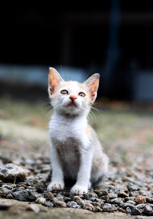 Close-up of a White Kitten Sitting on the Ground 