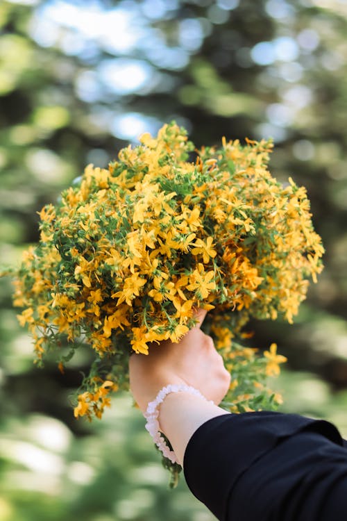 Free Hand Holding Bundle of Yellow Flowers Stock Photo
