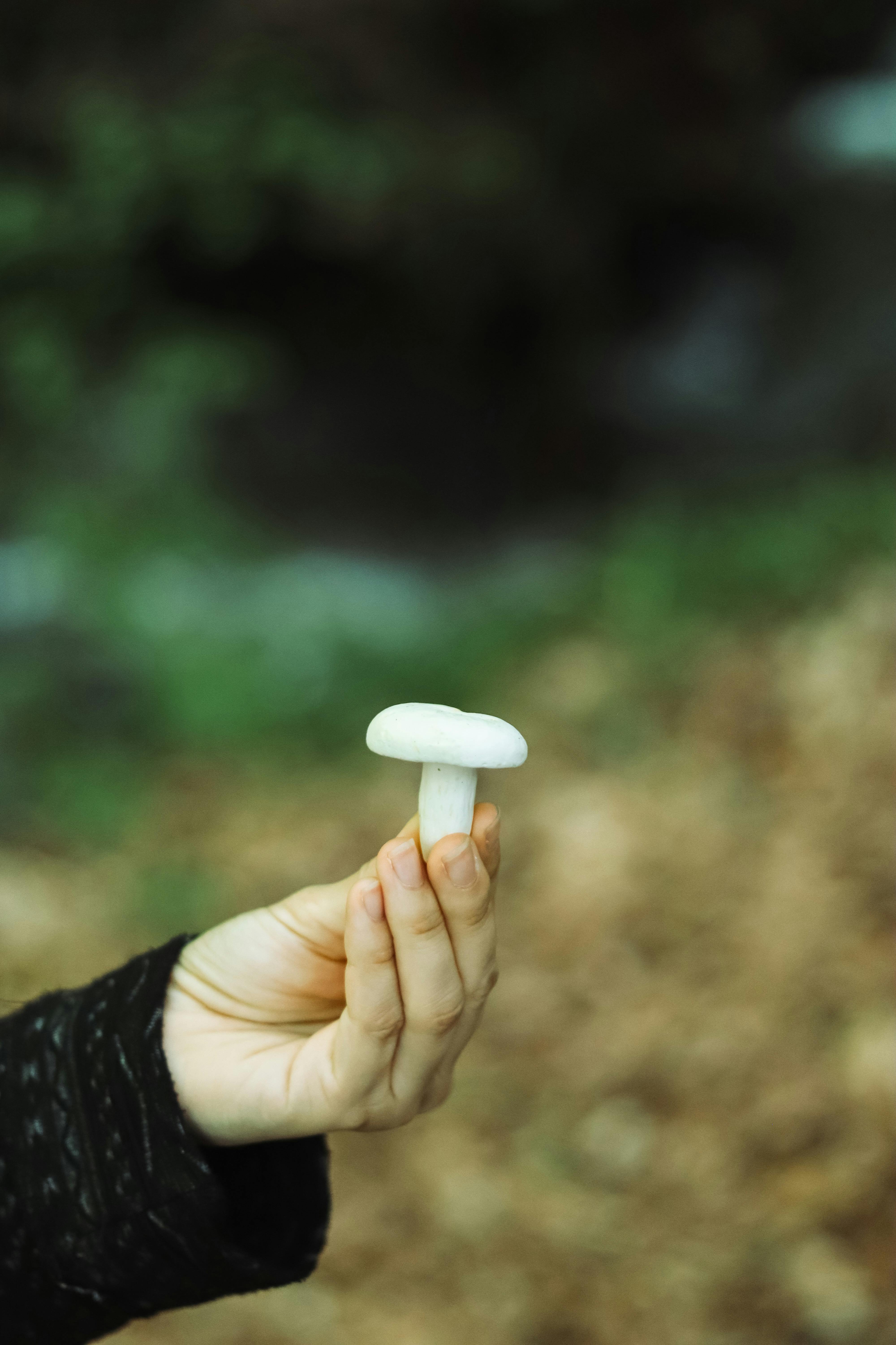 White Mushroom Photos, Download The BEST Free White Mushroom Stock