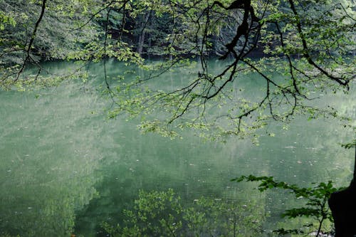 木, 枝, 森林の無料の写真素材
