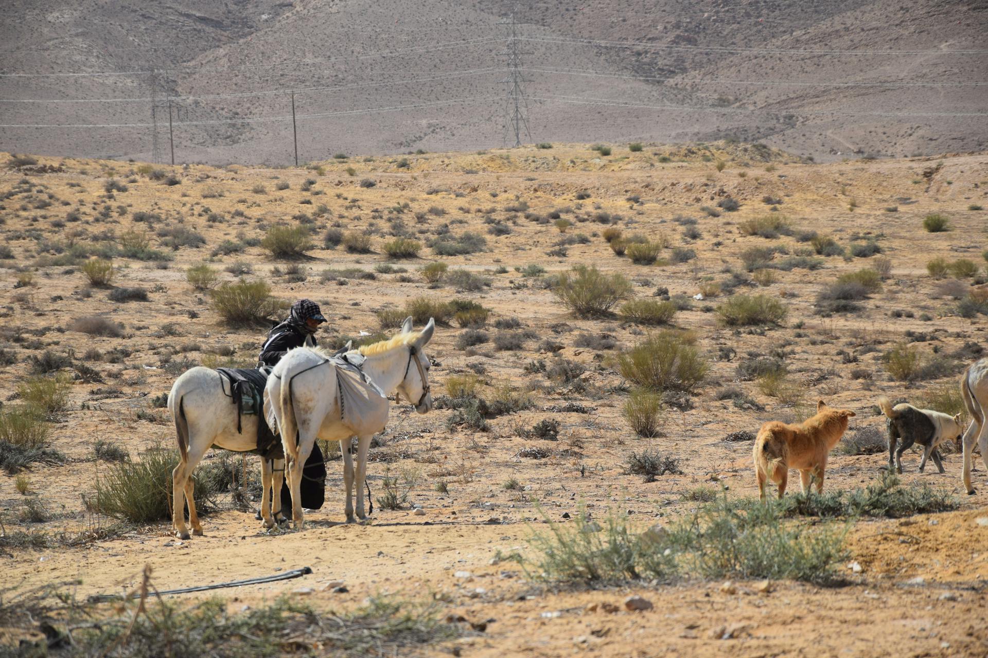 Man with Horses and Dogs on Prairie