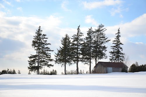 Winter Landscape with Conifers 