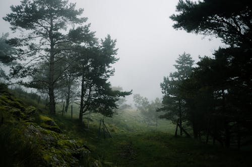 公園, 山丘, 常綠 的 免费素材图片