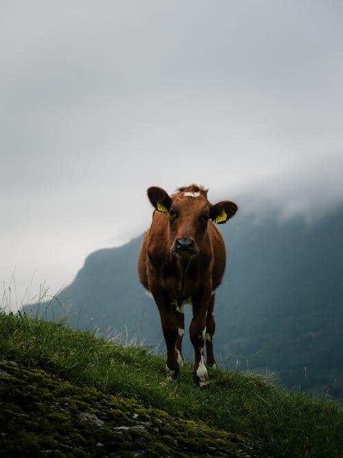 A Cow Walking on a Pasture in Mountains 