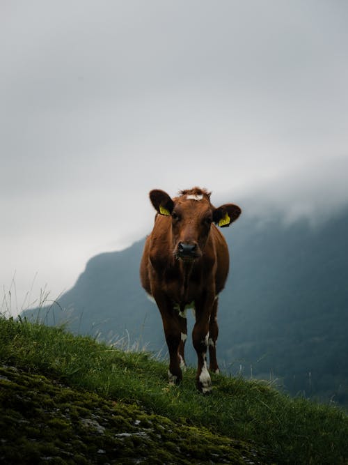 Gratis lagerfoto af bjerg, dyrefotografering, gård