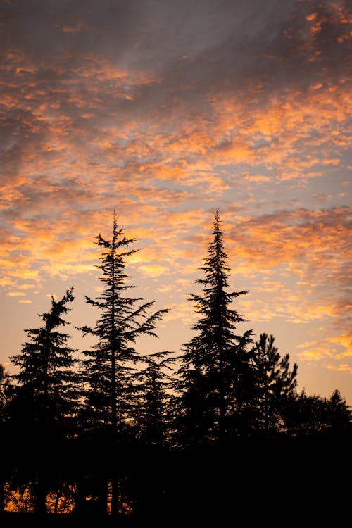 Silhouettes of Pine Trees Against the Sky at Dusk