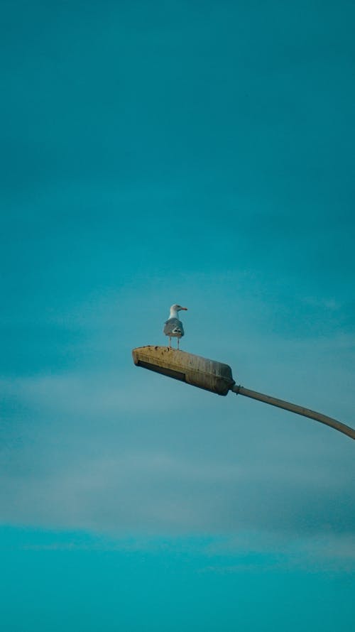 Immagine gratuita di cielo azzurro, cloud, fotografia di animali