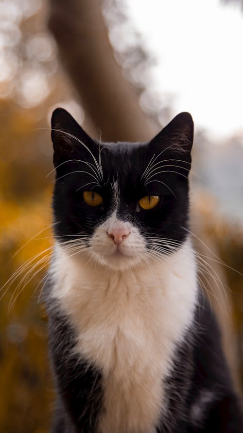 Close up of Black and White Cat