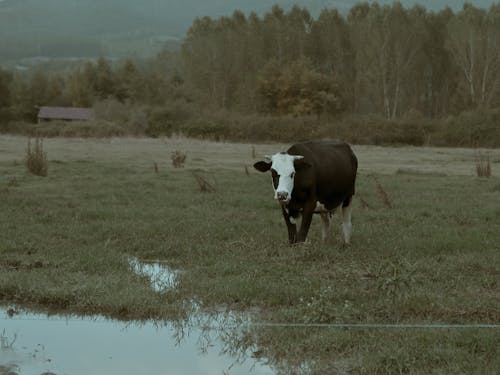 Imagine de stoc gratuită din animal, animale, bovină