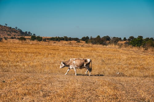 Kostenloses Stock Foto zu außerorts, feld, grasfläche