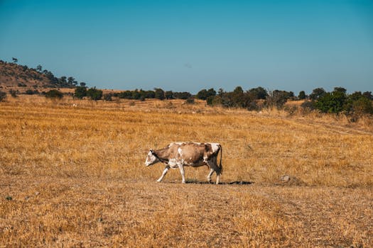 A lone brown cow grazes in a sunlit field in Gerede, Bolu, Türkiye.