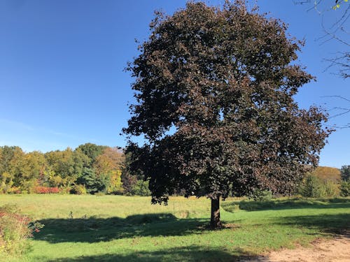 Single Tree on Grassland with Forest behind