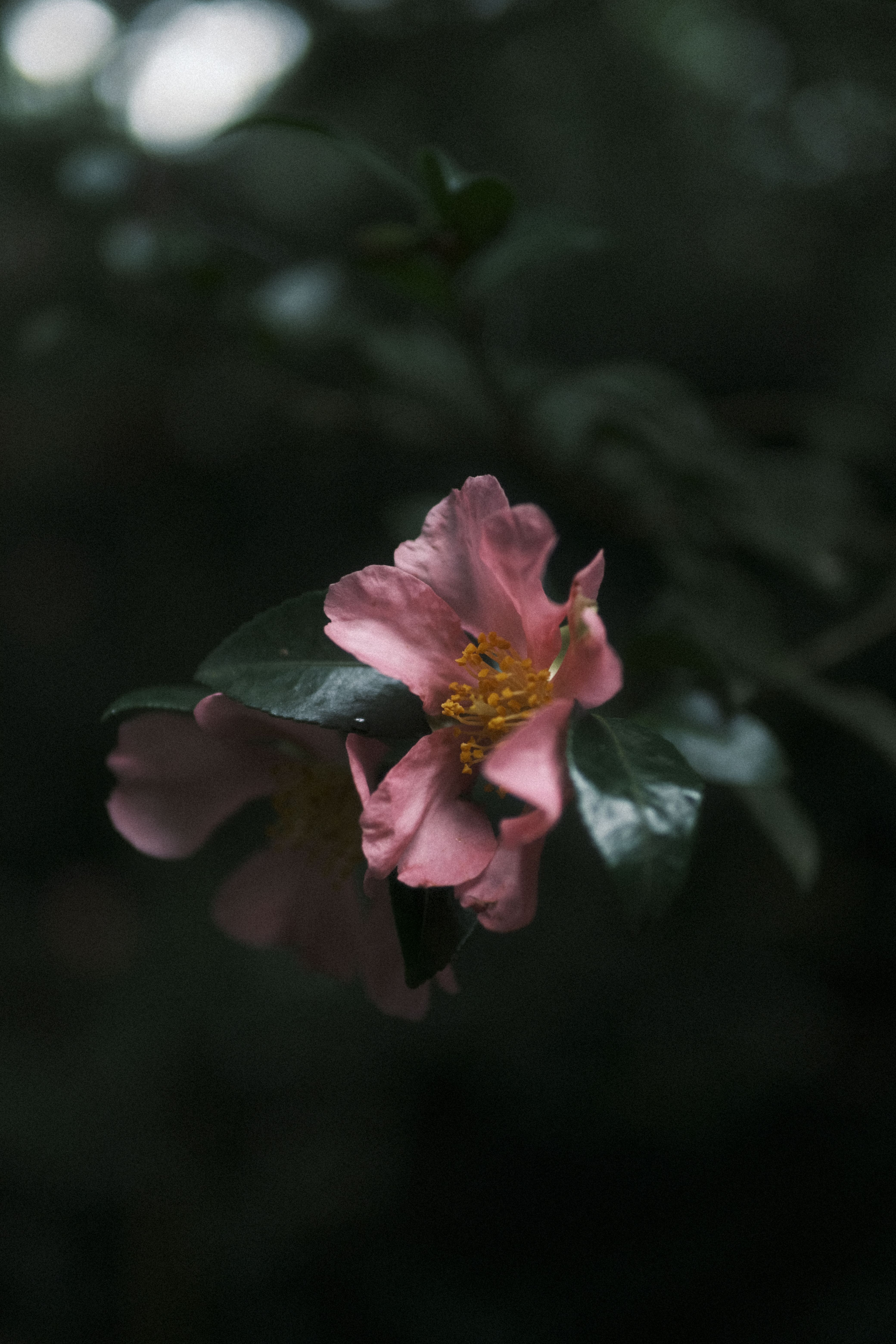 Camelia en flor