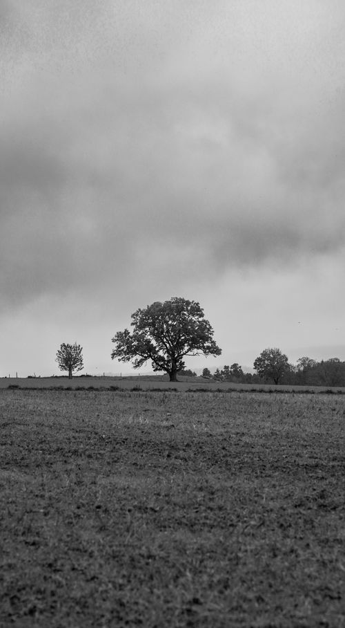Free Minimalist black and white rural scene featuring a solitary tree under an overcast sky. Stock Photo
