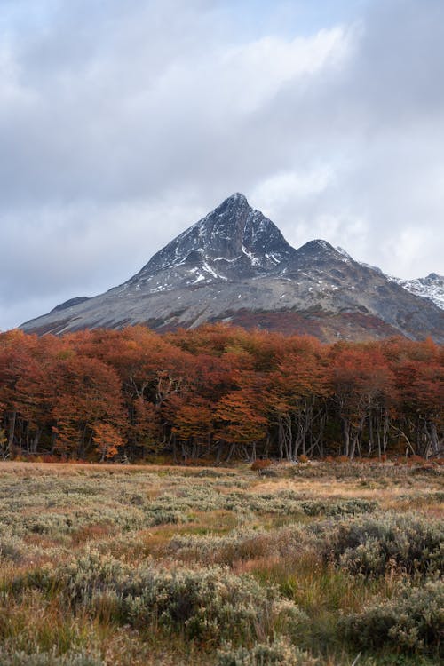 View of a Meadow, Autumnal Trees and a Mountain 