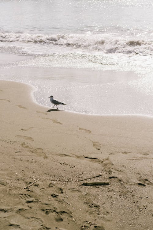 A Seagull Walking on a Beach 